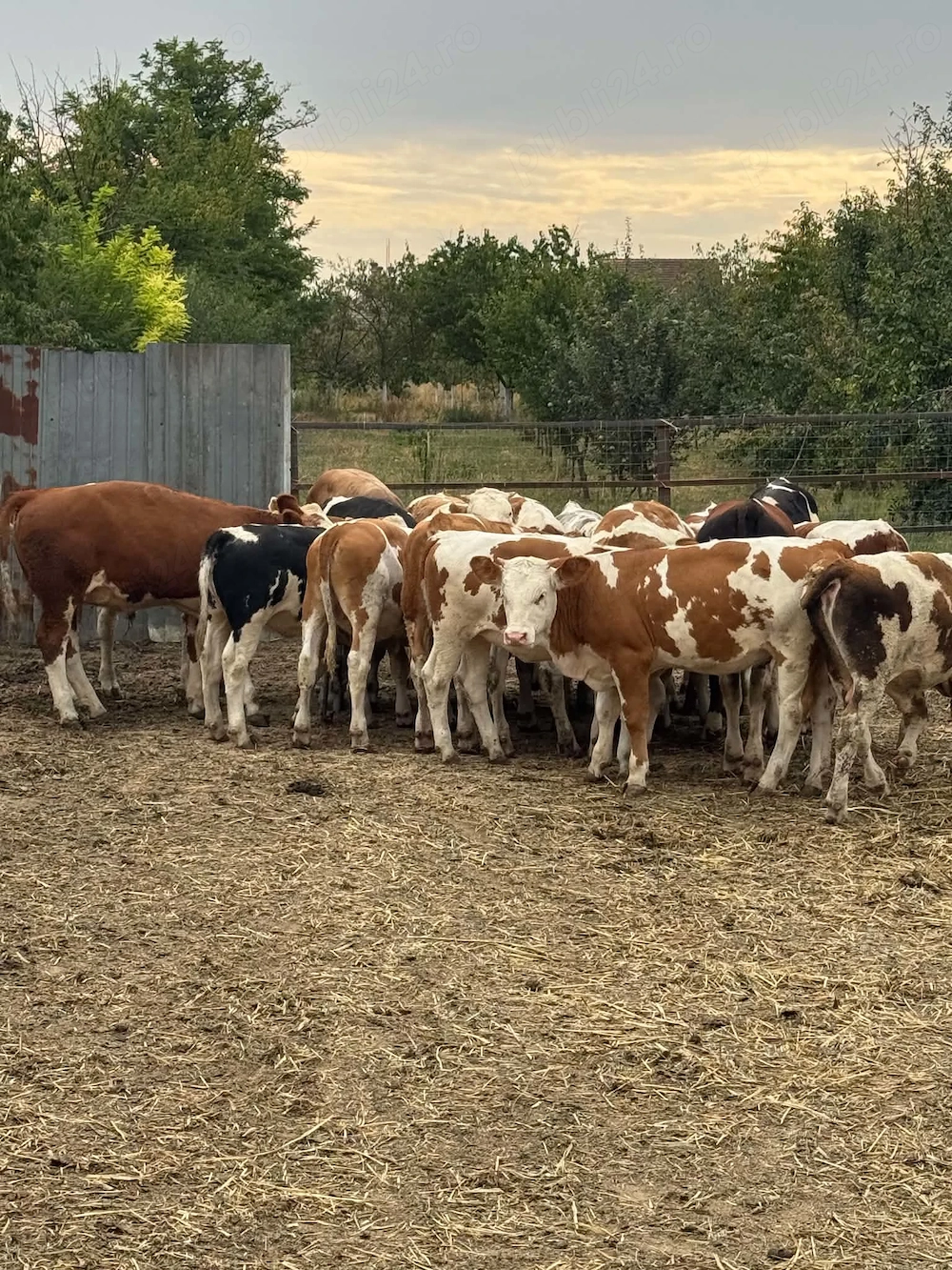 De vânzare viței lot 32 capete !