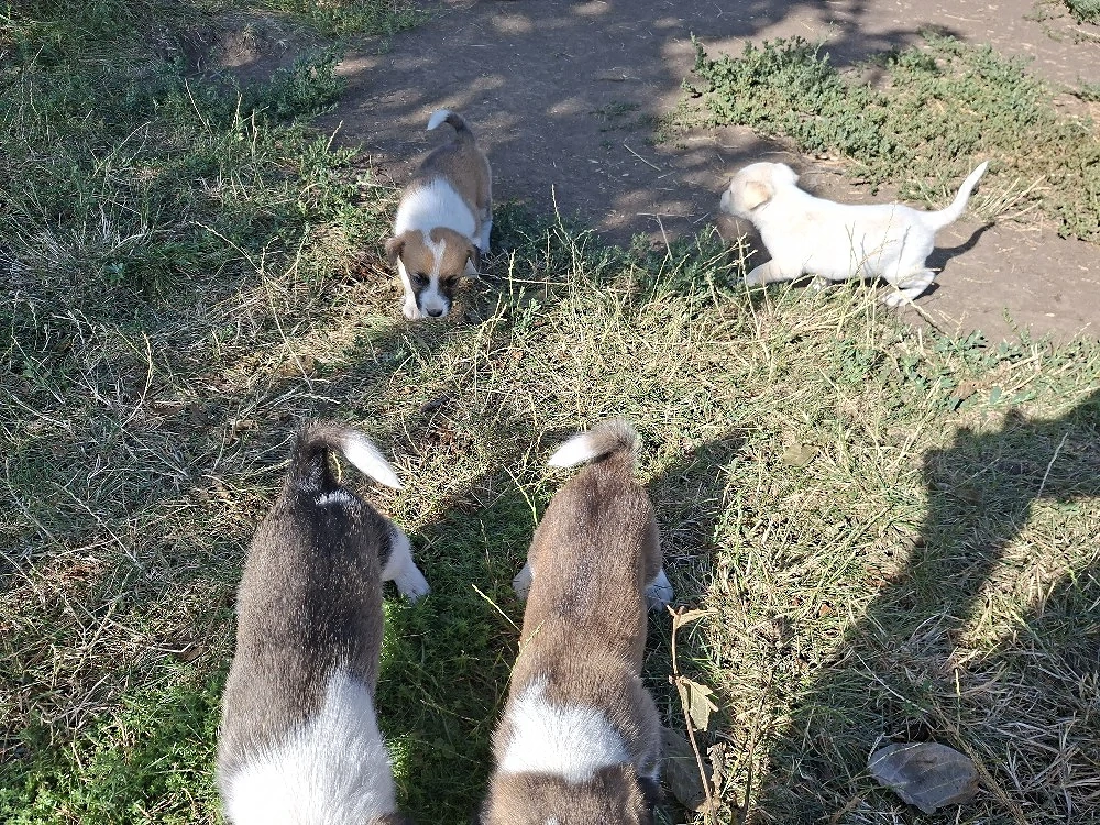 Dau spre adoptie catei talie mica.