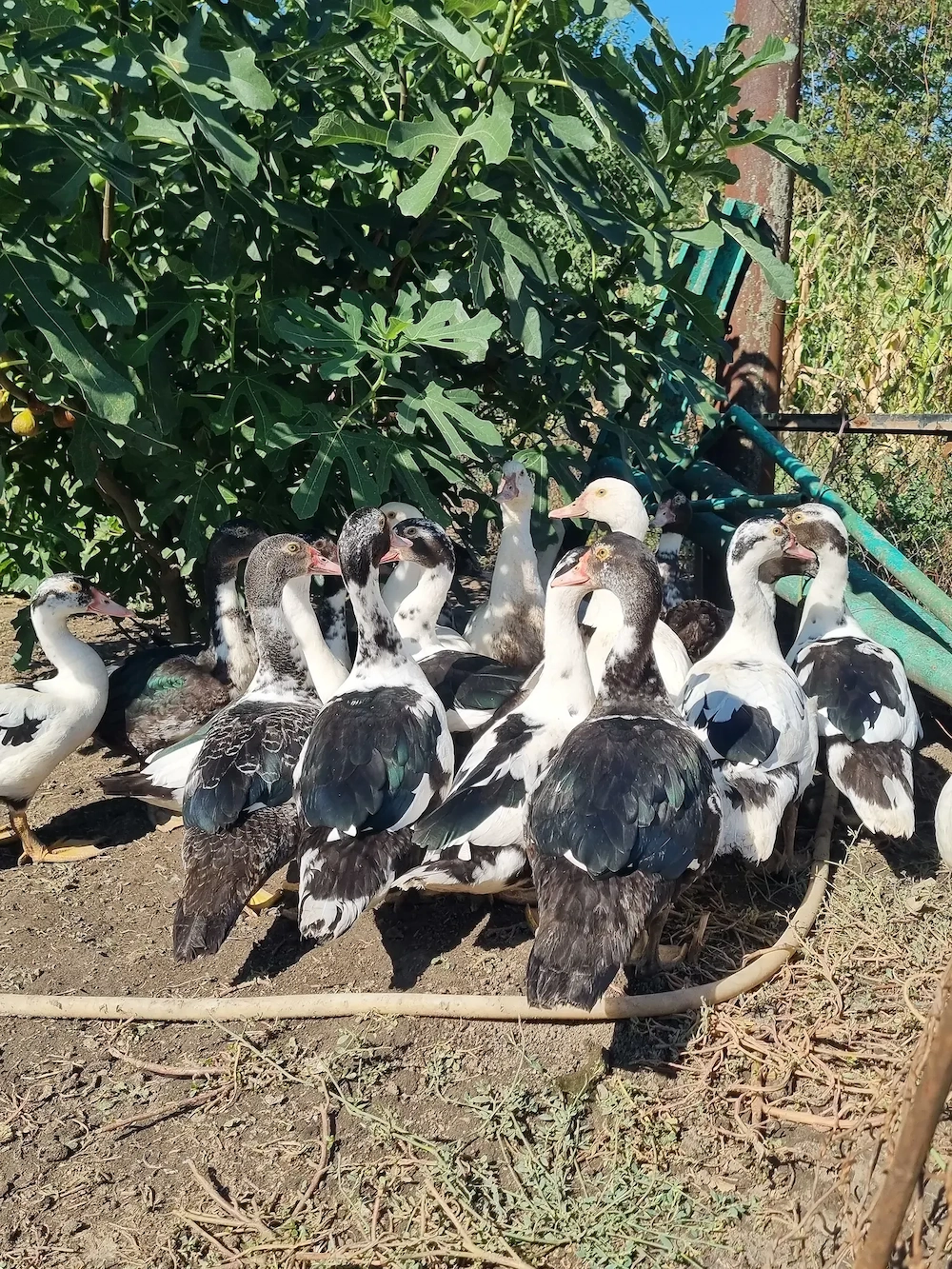 Boboci de rață leșești, Rate mute, Tineret.