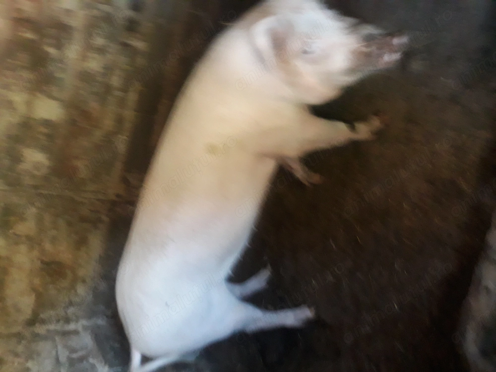 porc de rasa buna