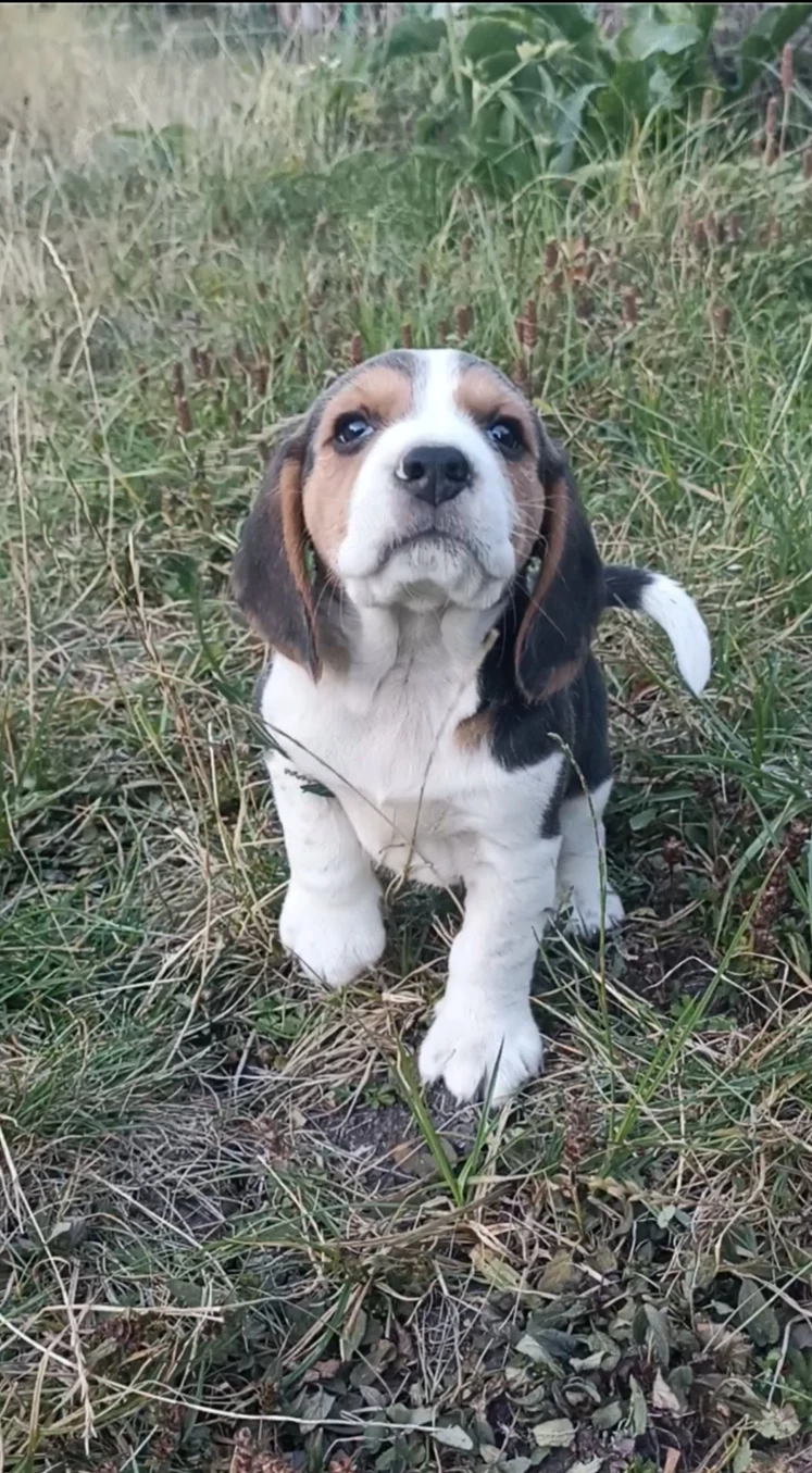 Beagle tricolor 
