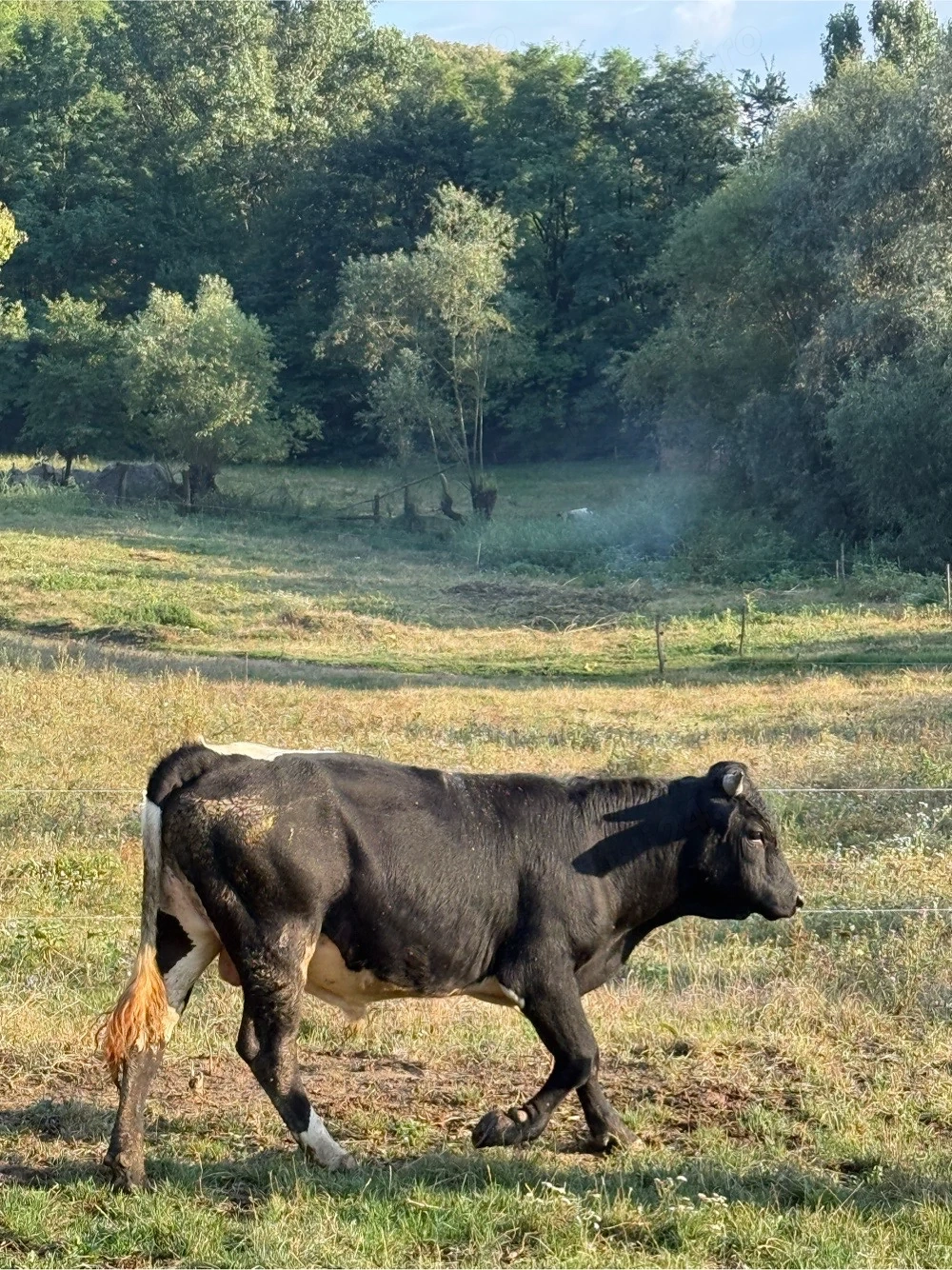 vând taurrr