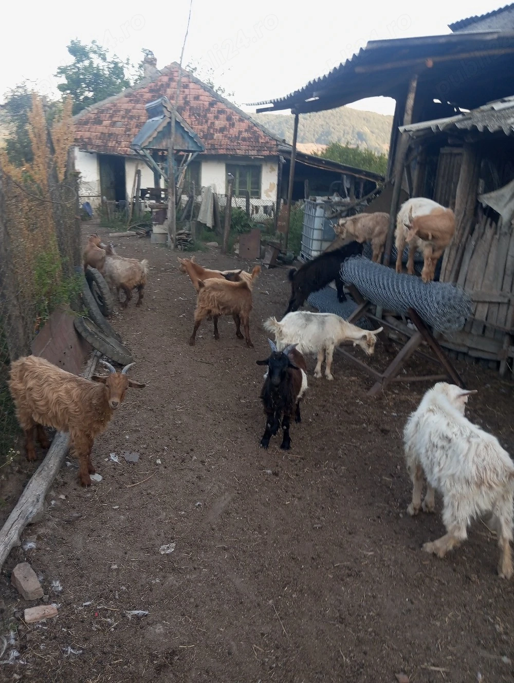 De vânzare iezi și tapi de anul trecut