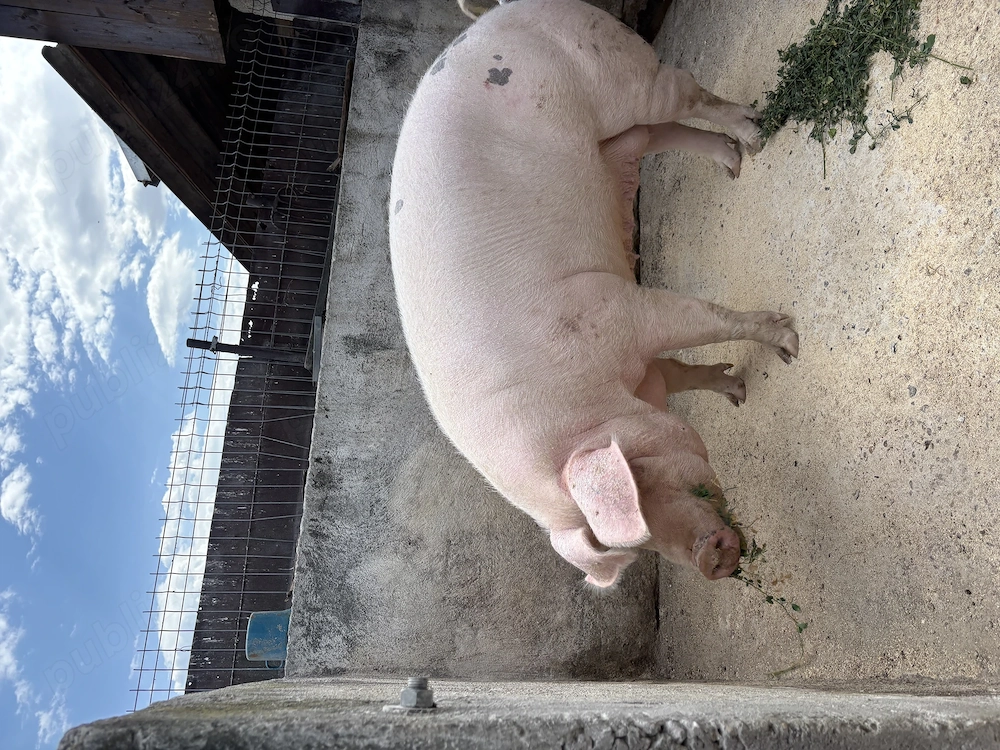 Porc(scroafa) de vanzare