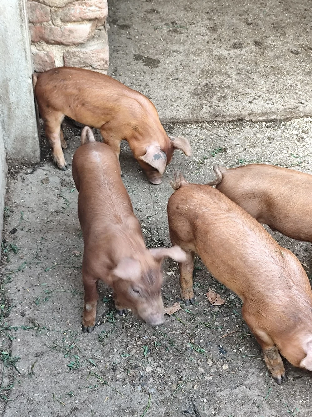 Purcei duroc