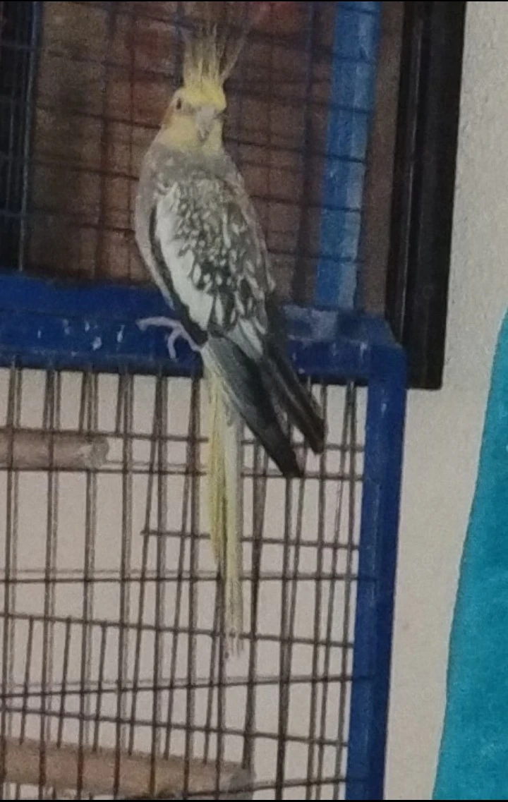 Vând nimfă tânără femelă ( are 1 an ).