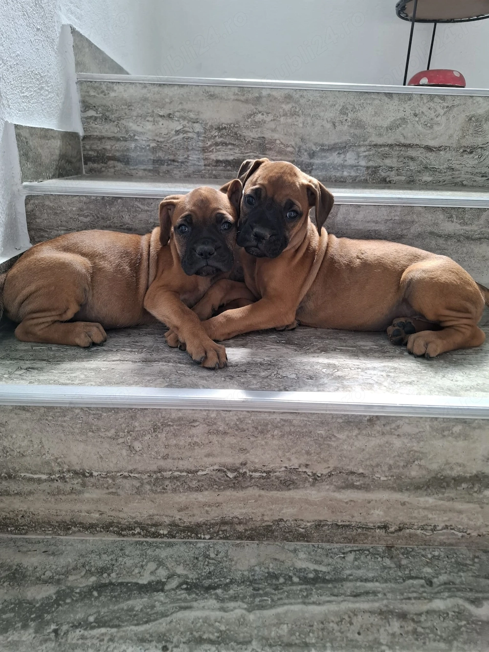 De vânzare boxer german