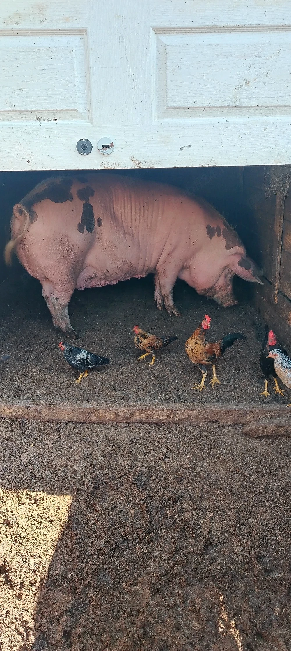 Vând purcica duroc în jur de 250 kg 15 lei în viu   jud Iași Holboca 