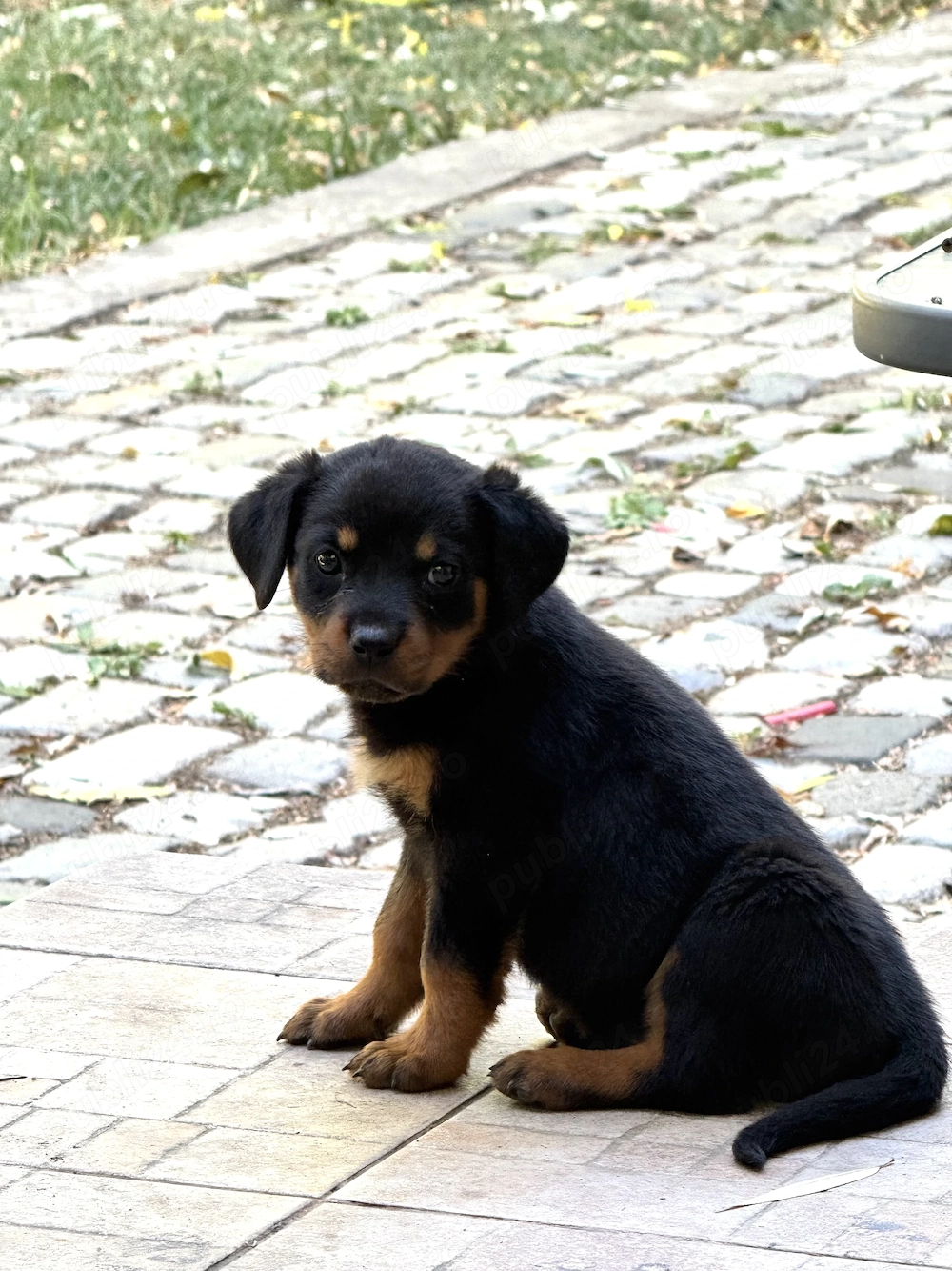 Pui Rottweiller Talie Mare Rasa Pura