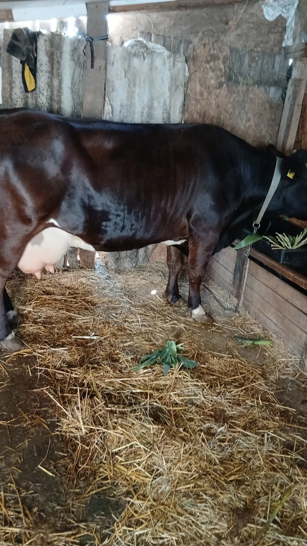 Vaca de vanzare, bine intretinuta, cu vitel. 