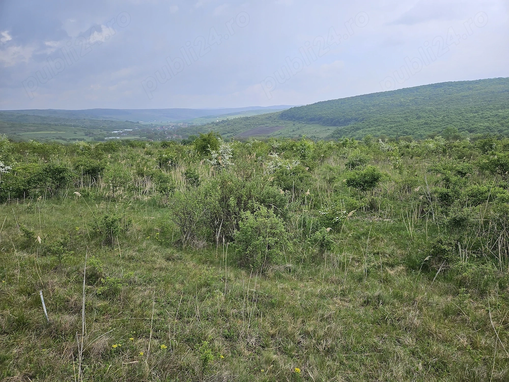 Vand teren Intravilan Padureni, Com. Chinteni , 2900 mp
