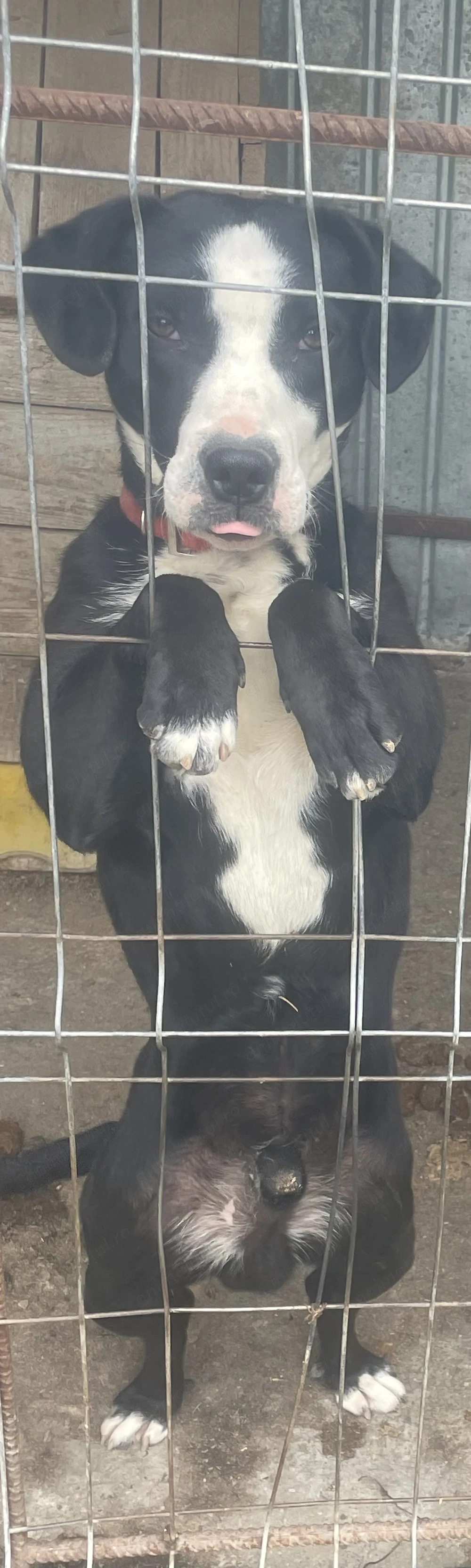 Cățel adopție caută familie iubitoare 
