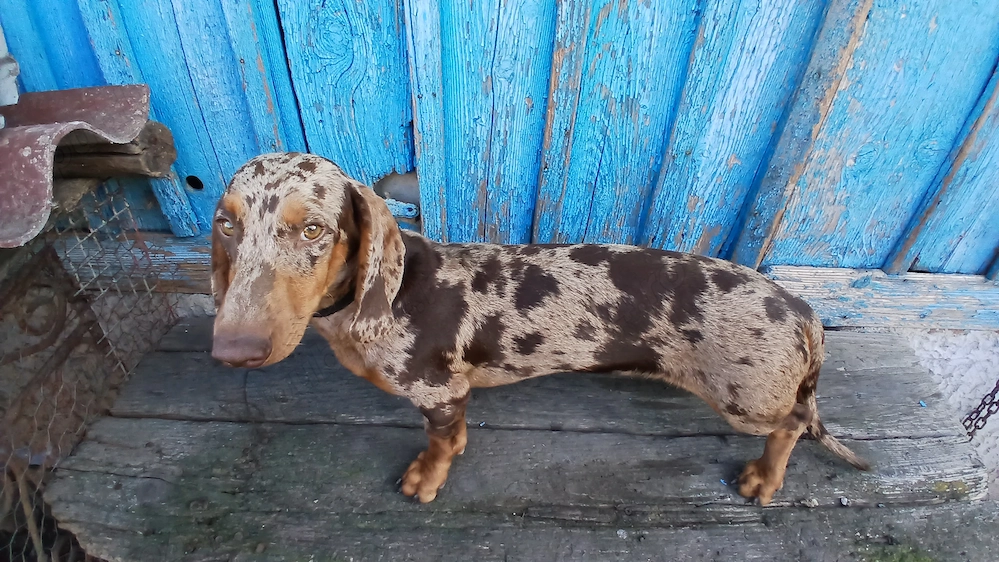 teckel baetel in vârsta de 6 luni cauta casuta nouo
