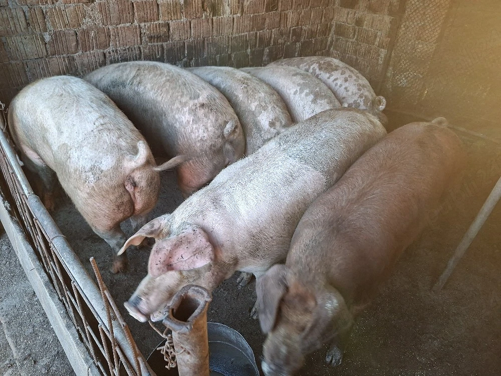 Vând porci 