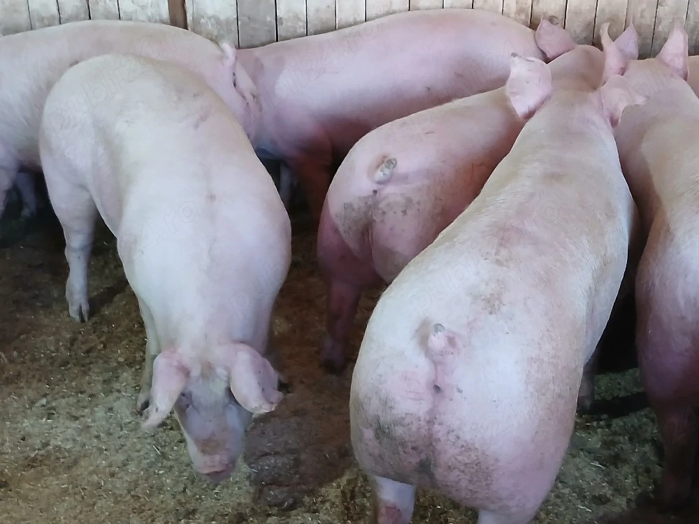 porci de carne 