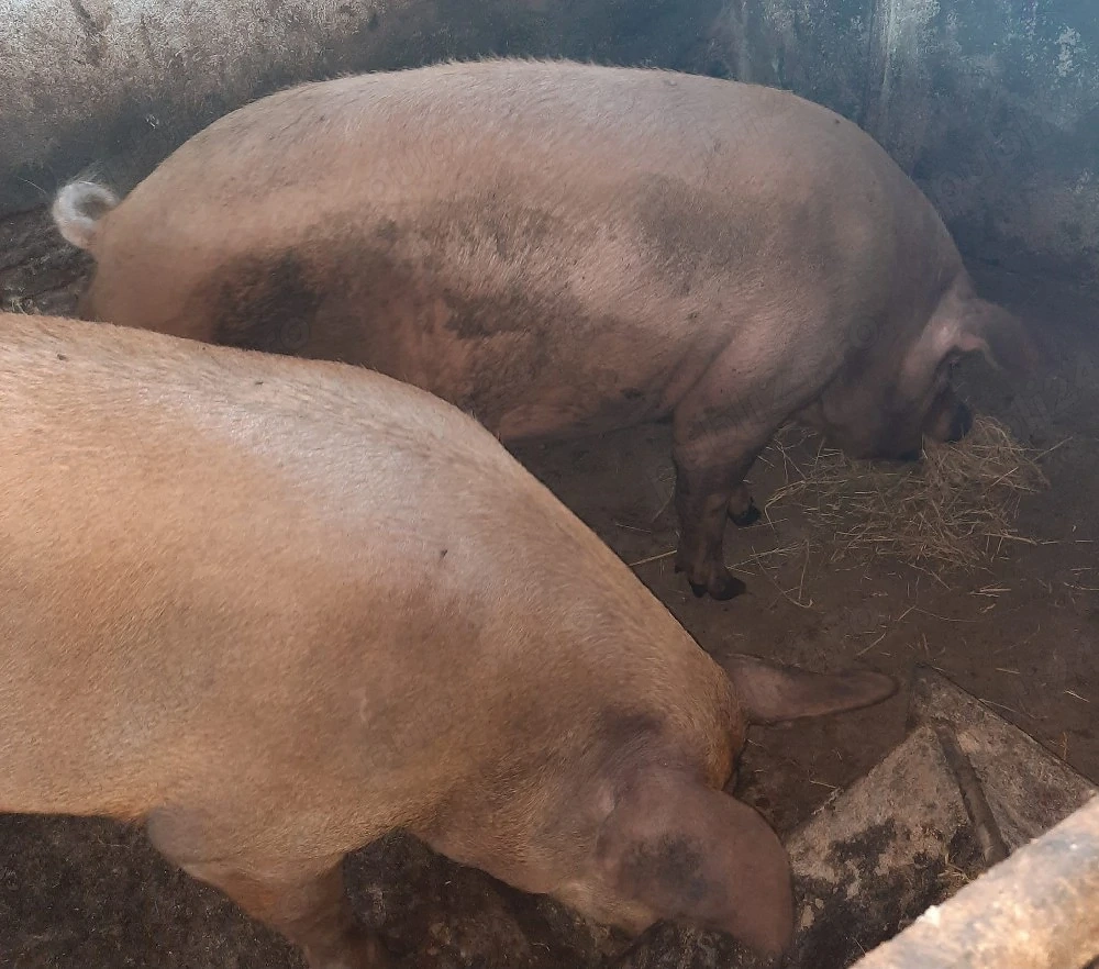 Vand un porc la alegere  in Arad. 