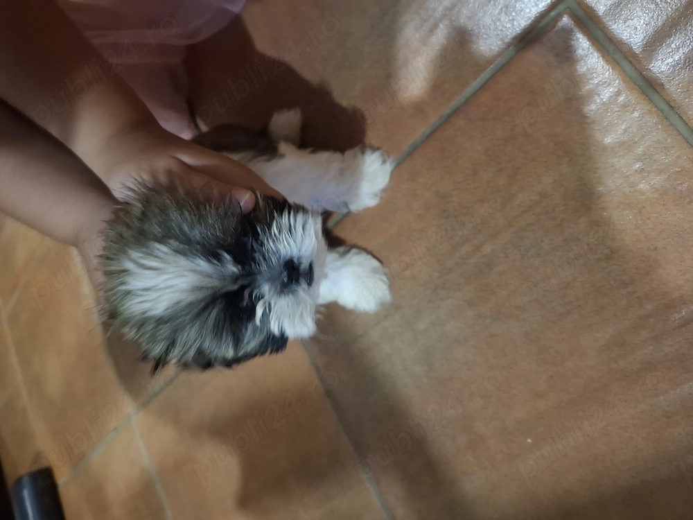 Vând pui shih tzu femela