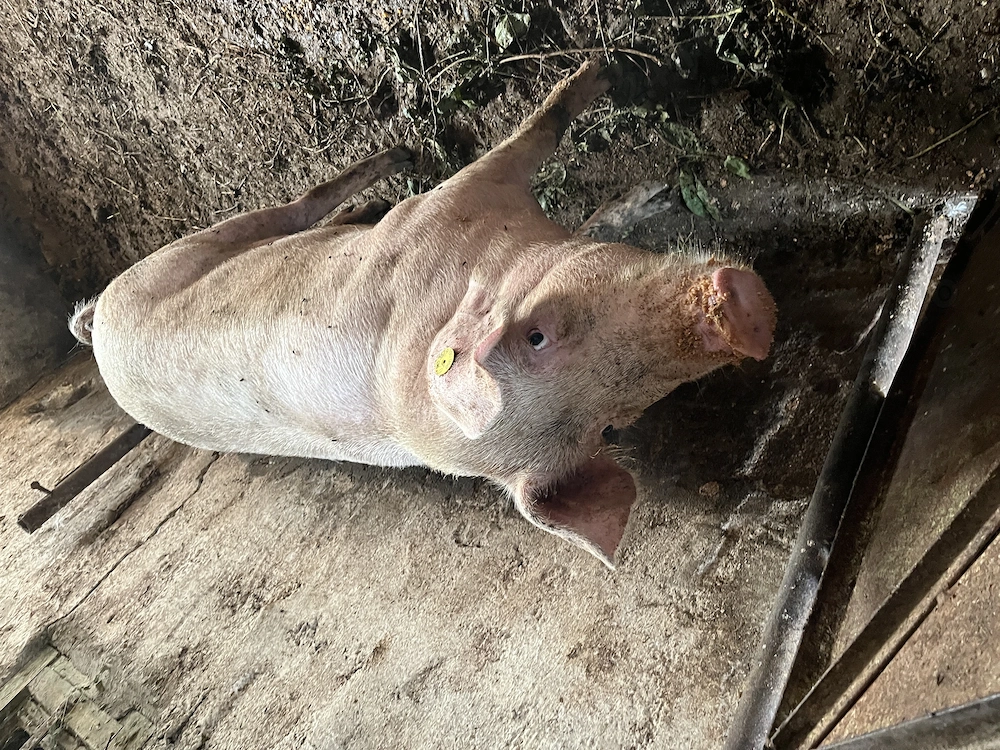 Porci de vânzare 
