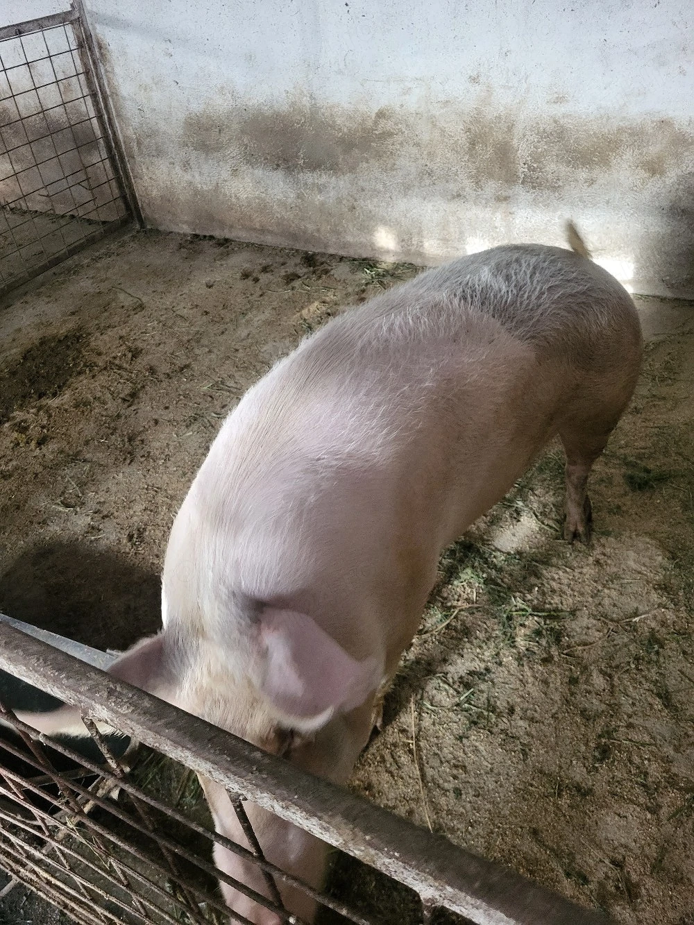 Scroafa de vanzare 