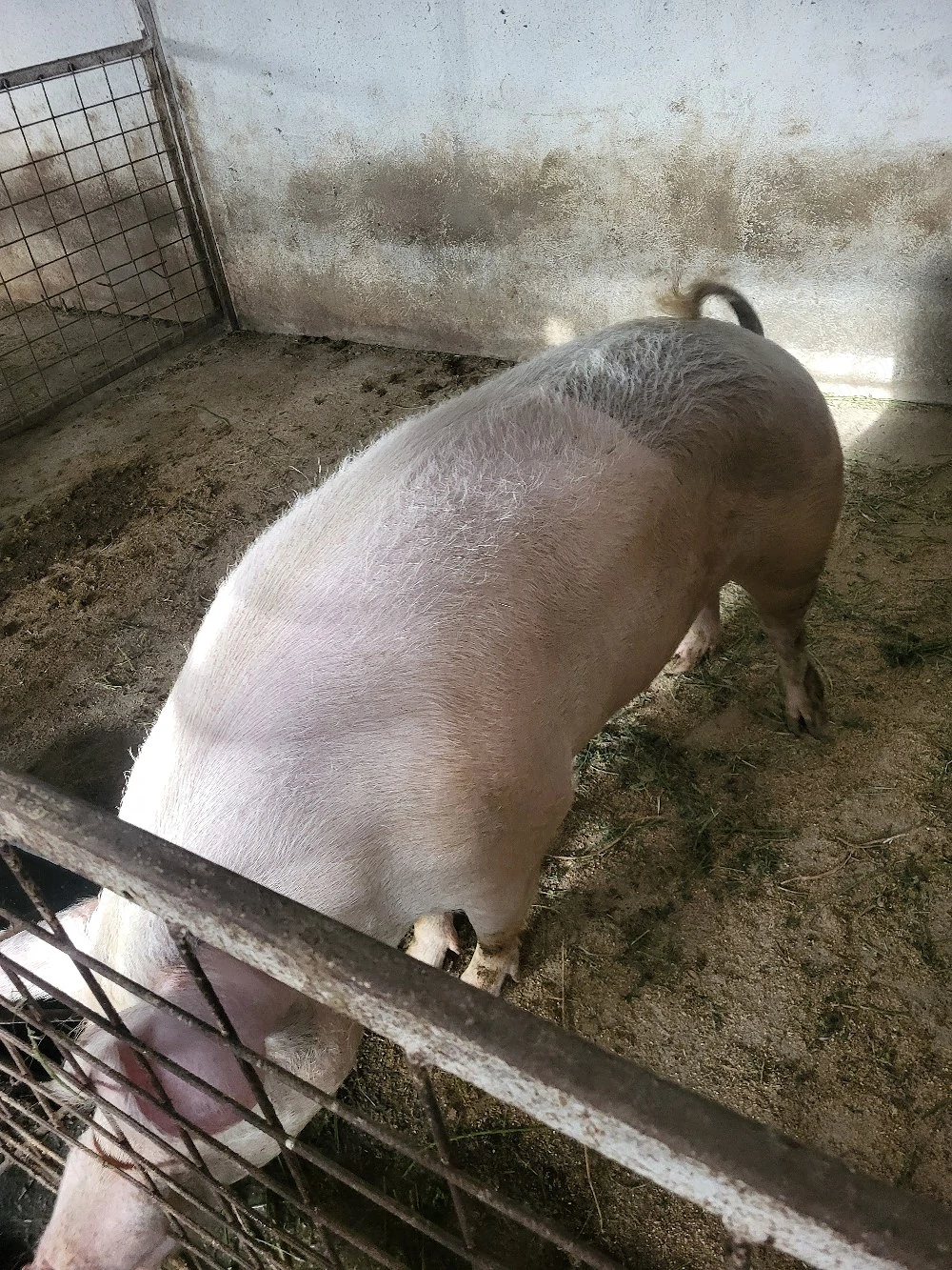 Scroafa de vanzare 