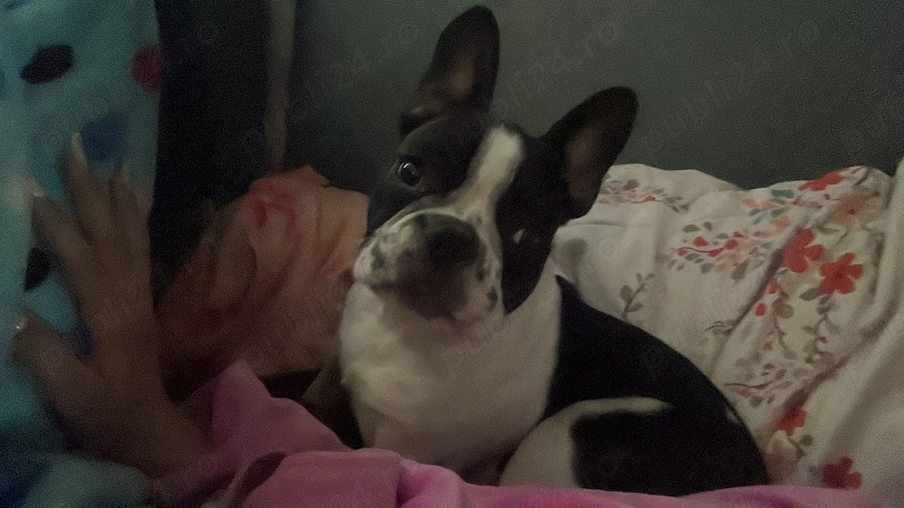 Mascul buldog francez