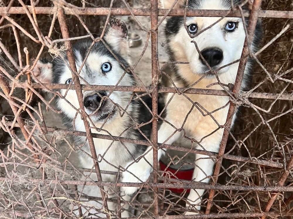 donez doua femele husky