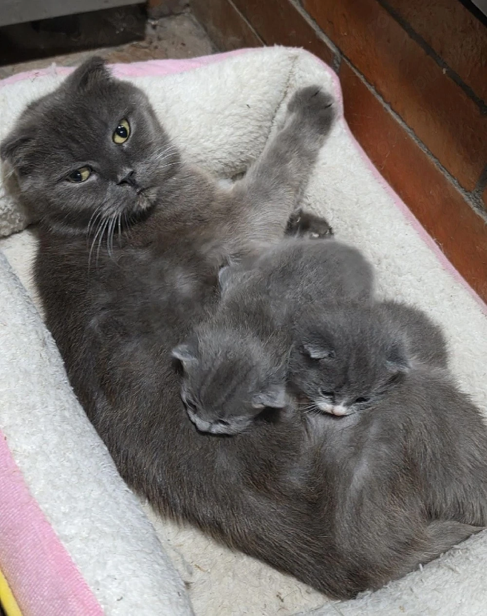  Vand la pachet pisica scottish fold  și 2 pui băieți