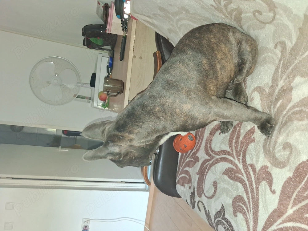 Vand buldog francez 8 luni 