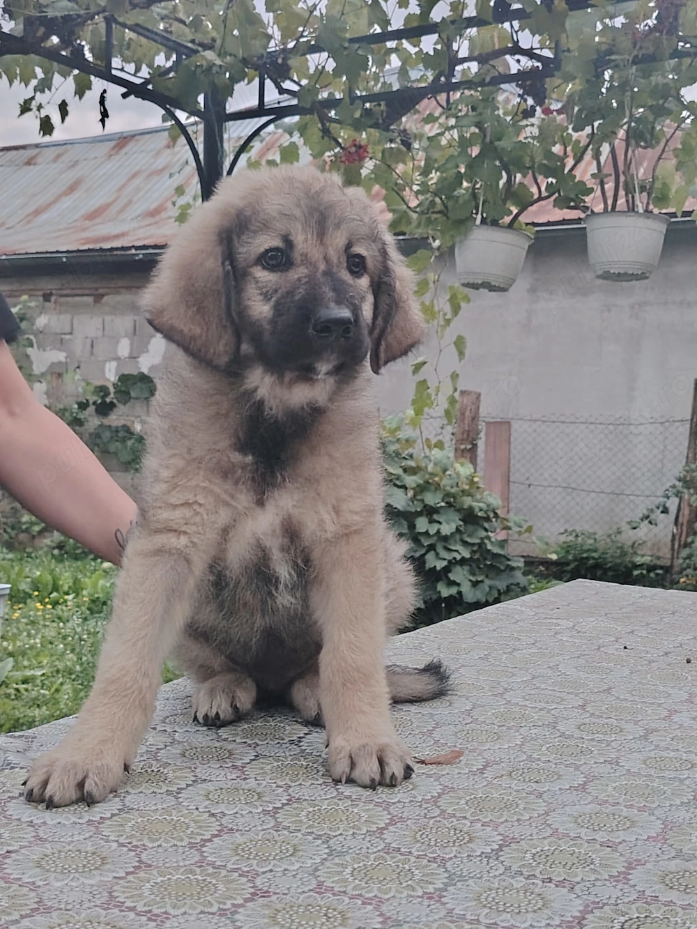 Cățeluși Corb și Carpatin 