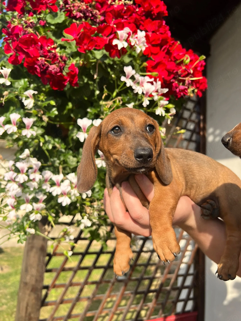 Fetițe Teckel (Dachshund)