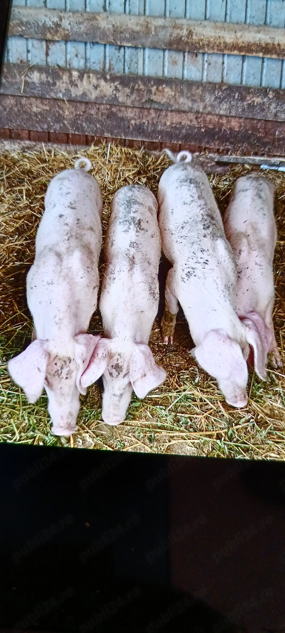 Disponibili purceii Landrace