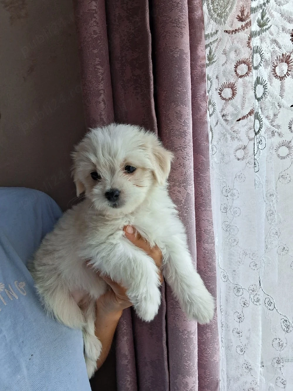 bichon frize fetită