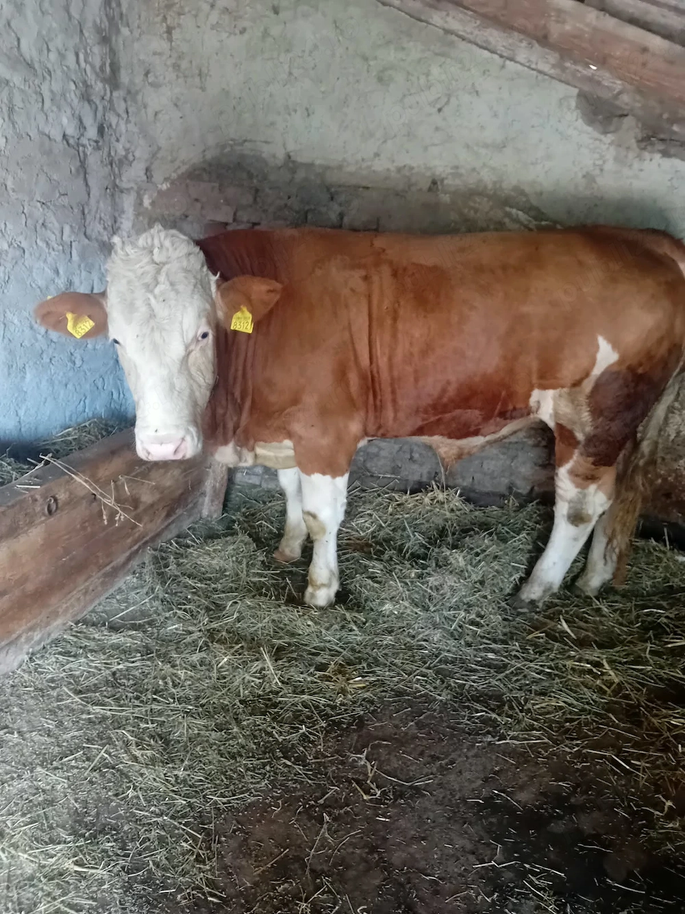 Vând taur are in jur de 550 kg de 1 an și jumătate 