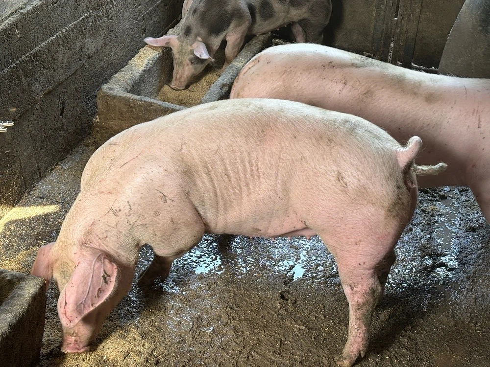 porci de vanzare 