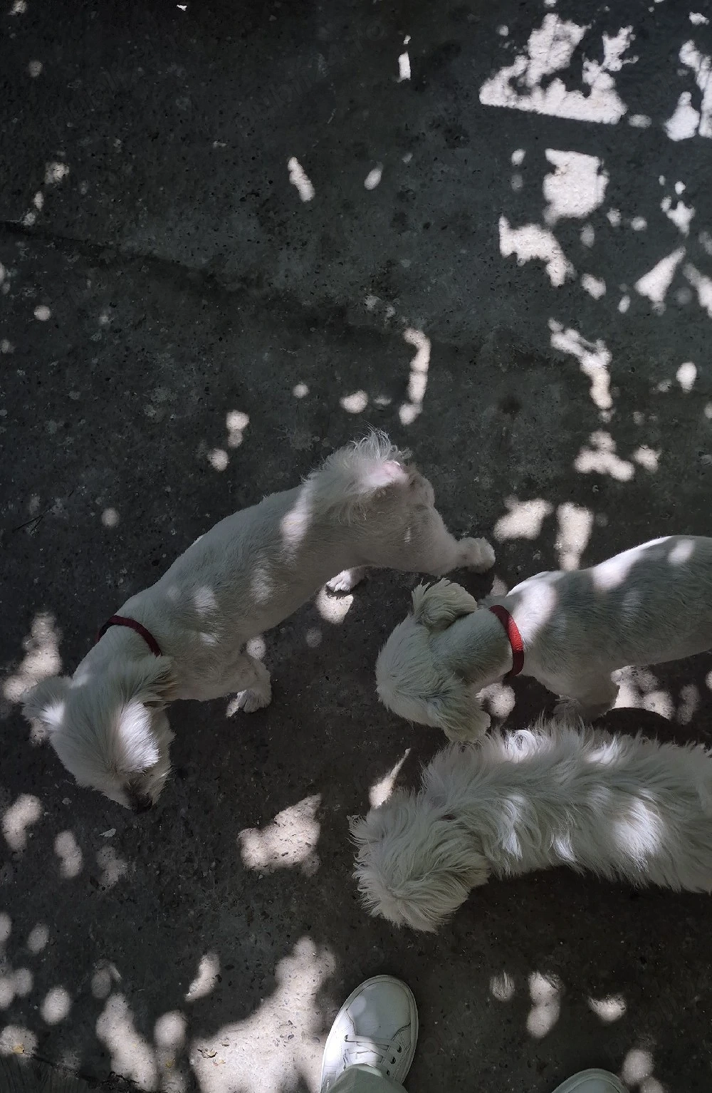 Vând Bichon maltez.