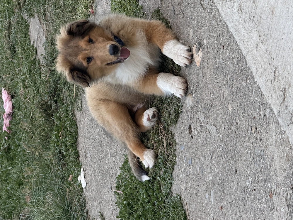Vând Collie Rough 