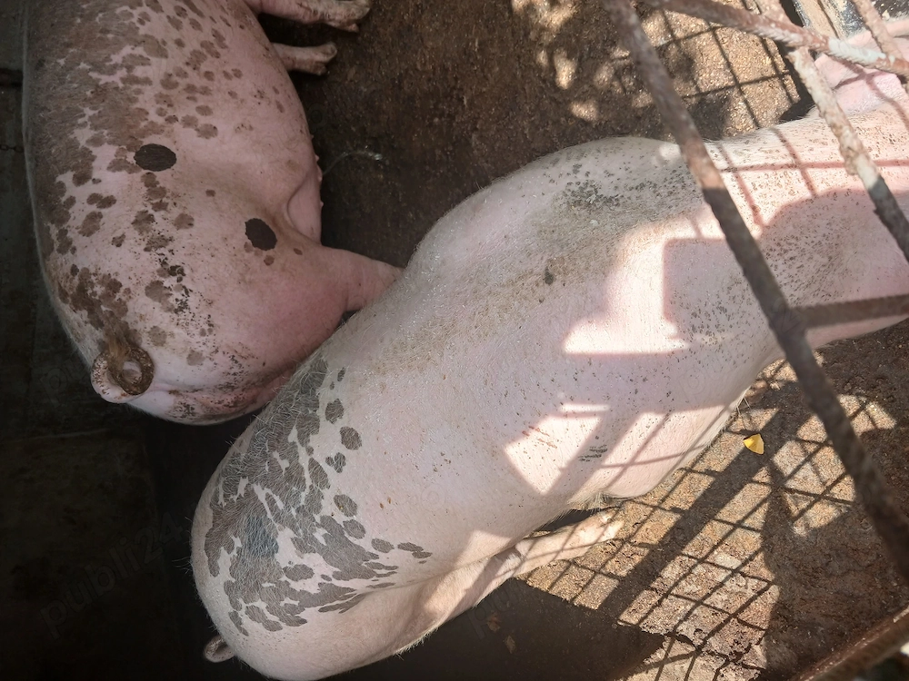 Porc de rasa landras 