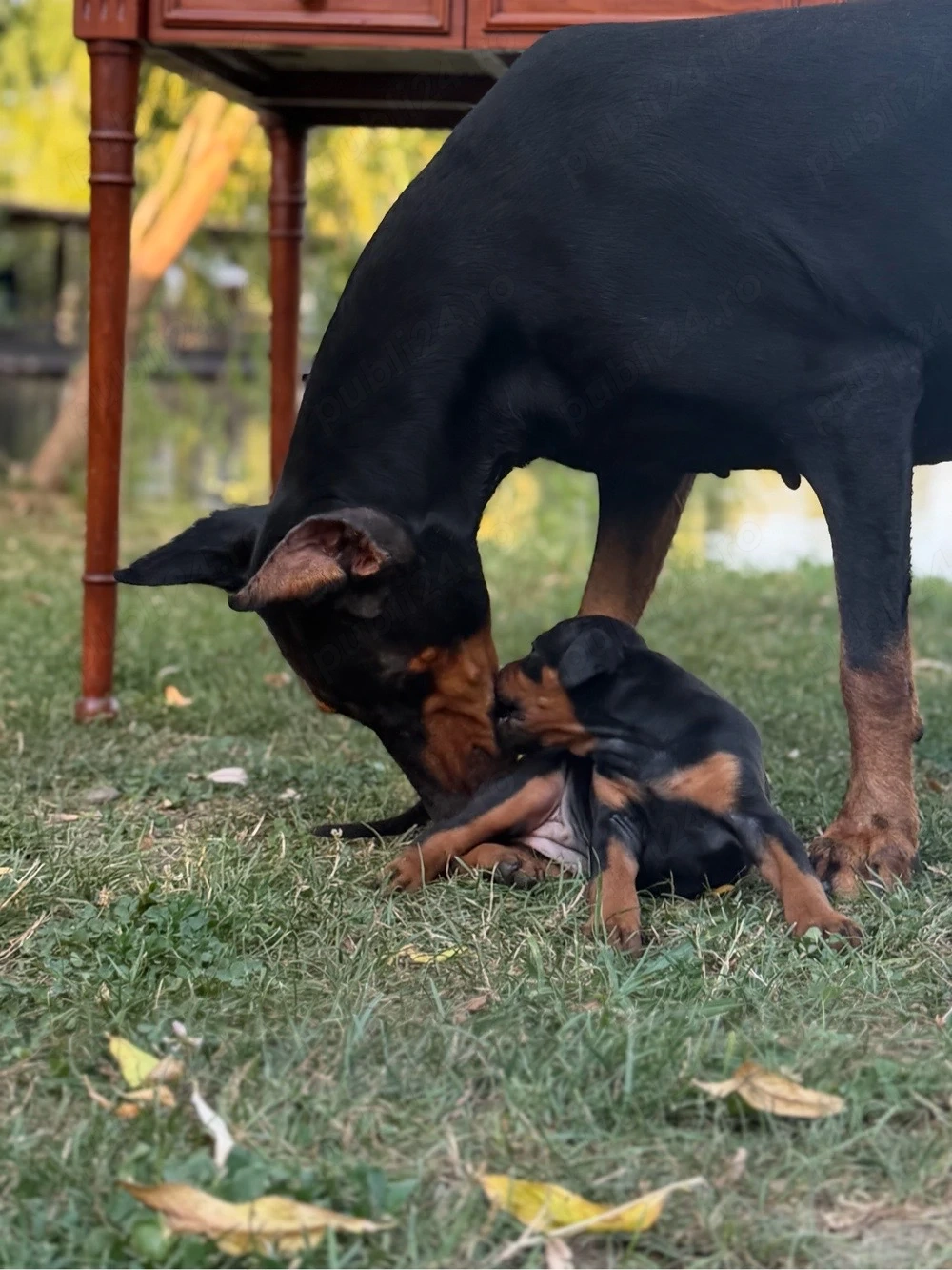 Vand catei doberman 