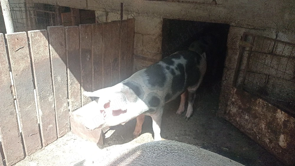 de vanzare pentru ev