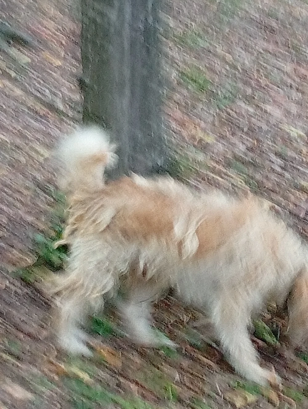 vand un lagotto cu 300 lei