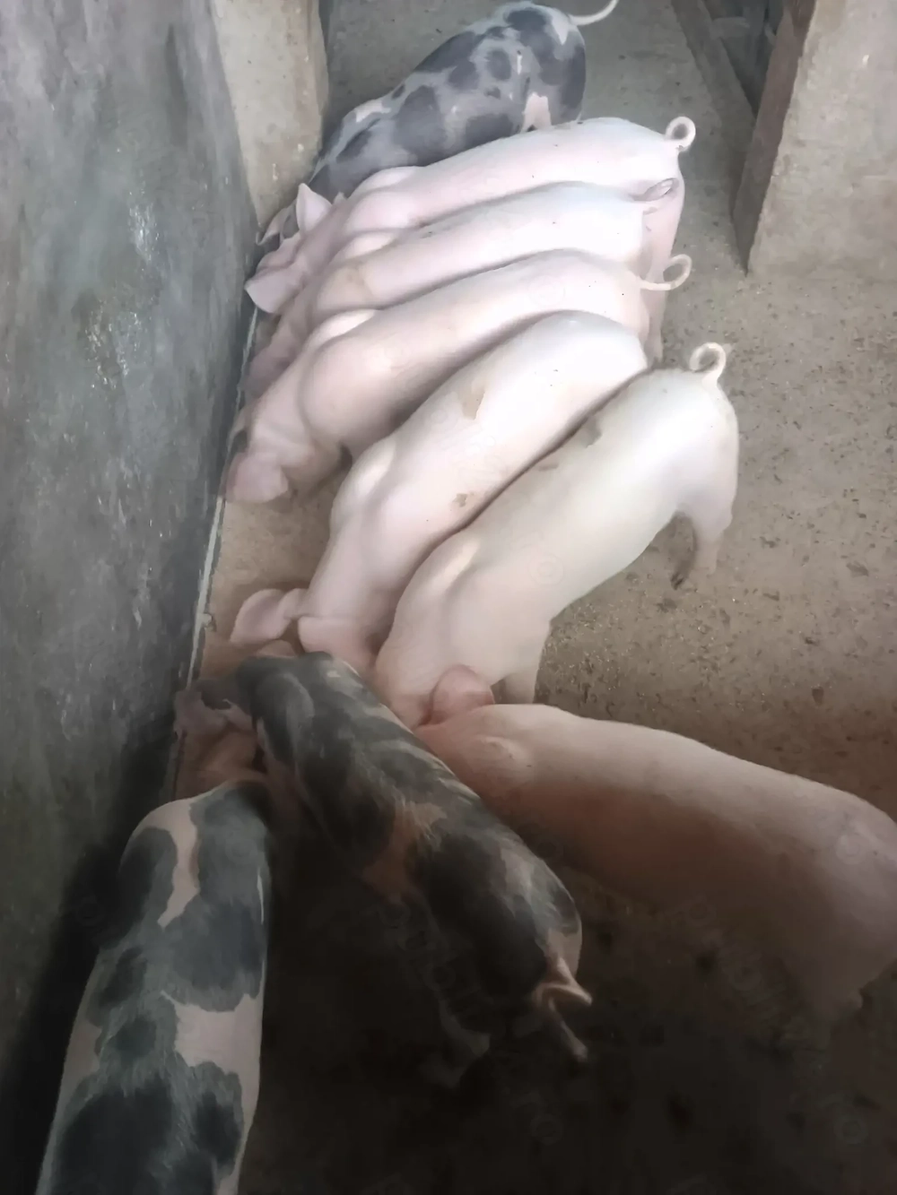 Purcei 8 saptamani