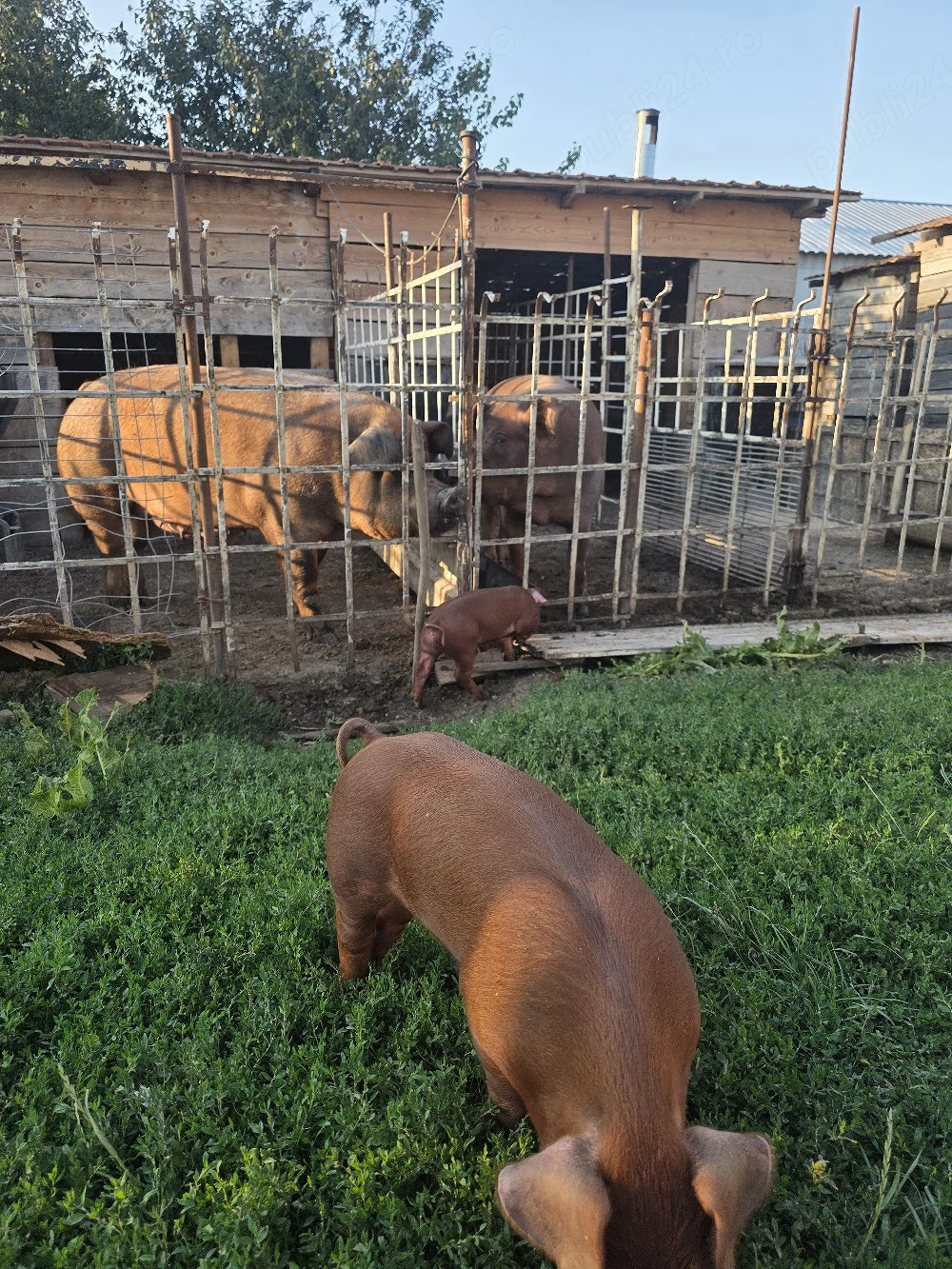 Duroc de vânzare 