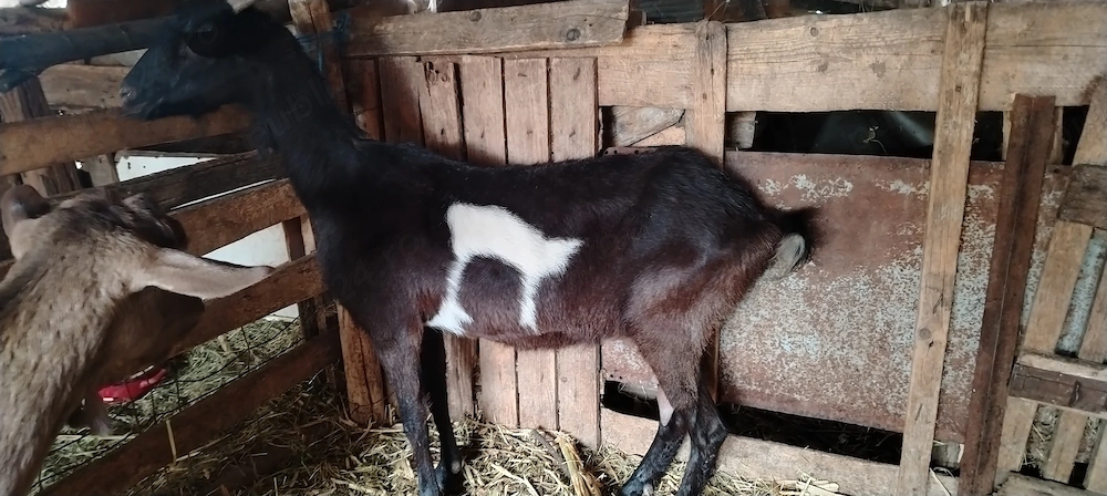 Capra bună de lapte 