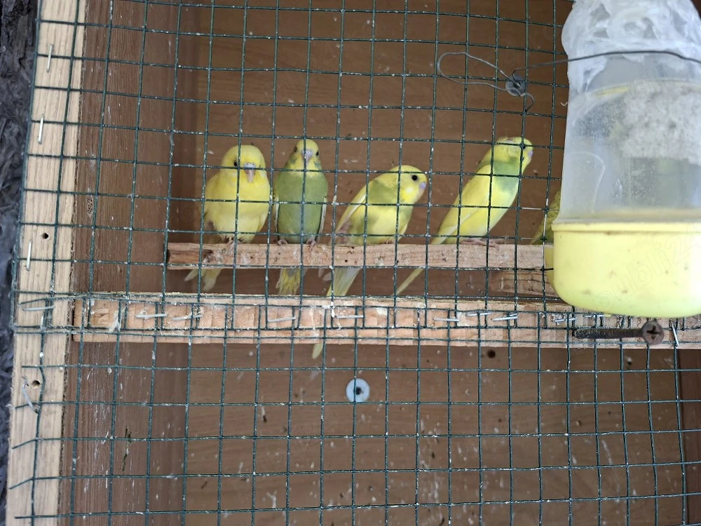 Peruși tineri de vânzare!