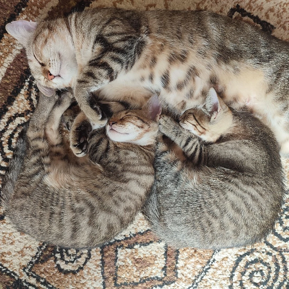 2 Motanei pentru adopție 