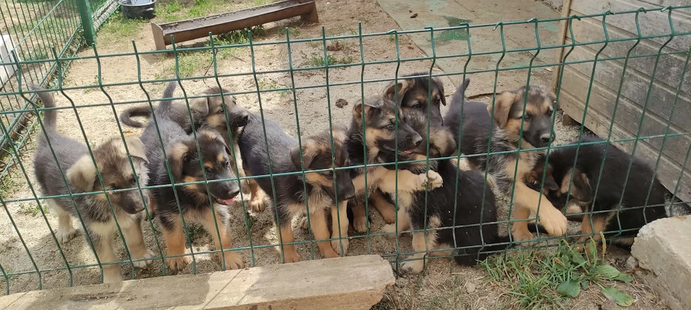Vand pui Ciobănesc german