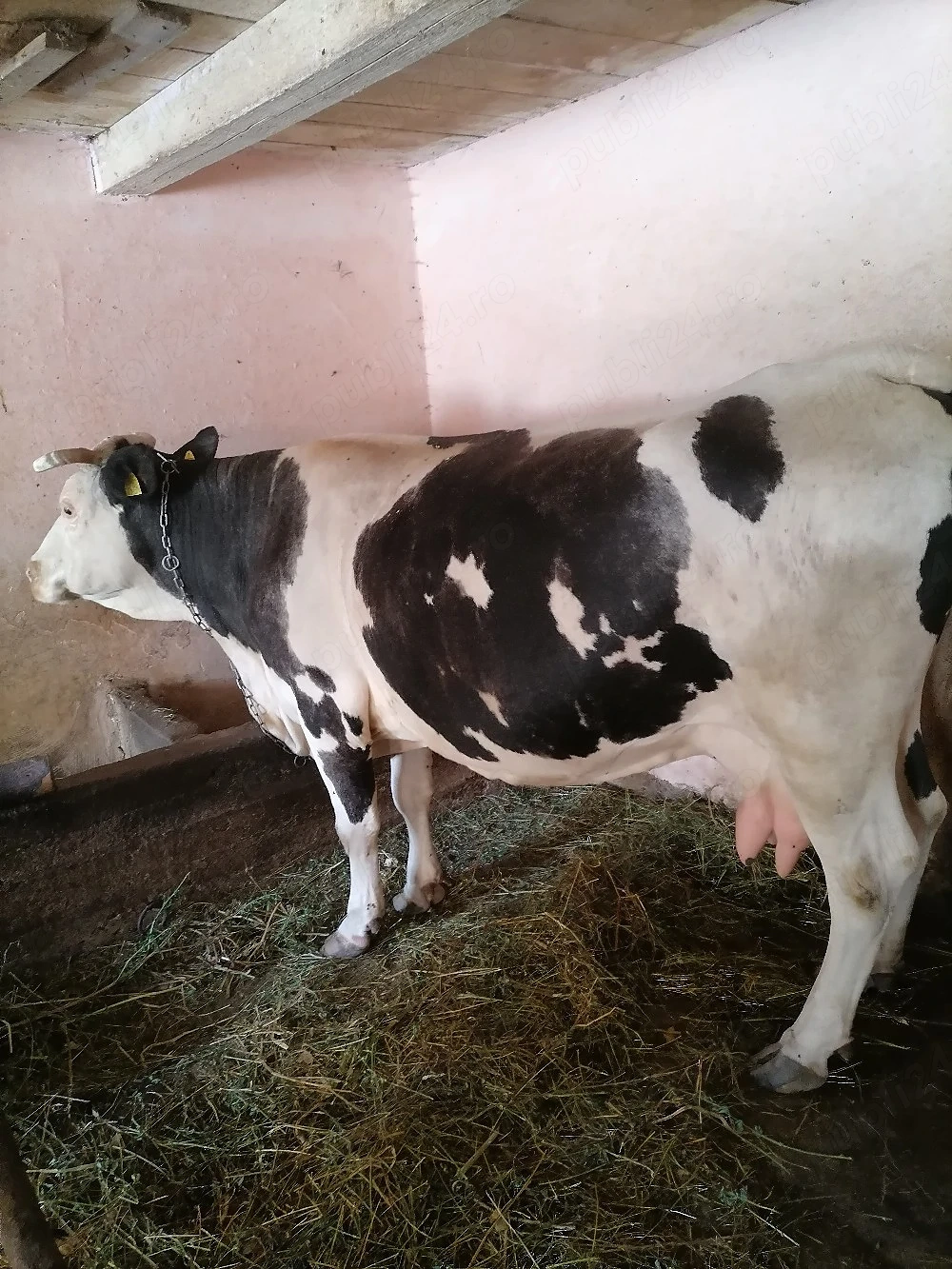 Vând vaca  are 8 ani cu vițel de săptămâni 