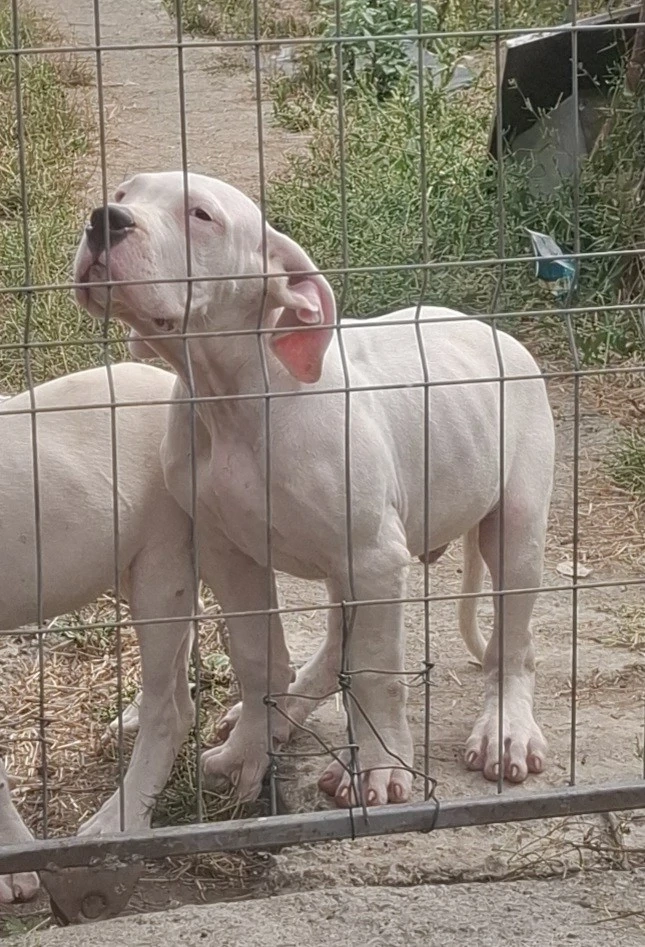 disponibil dog argentinian mascul