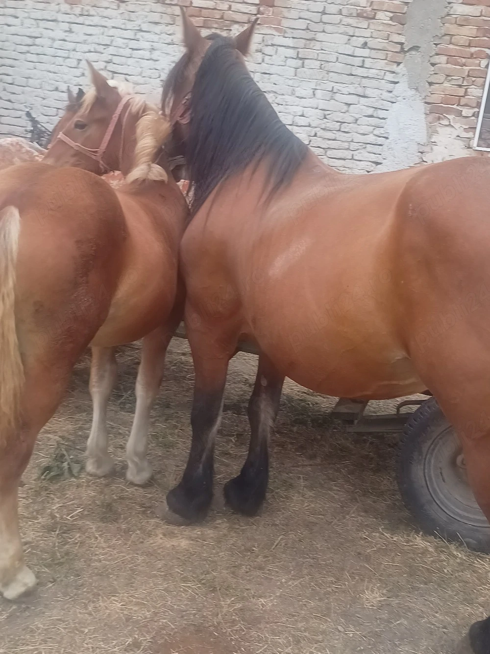 Cai si manzi de vanzare