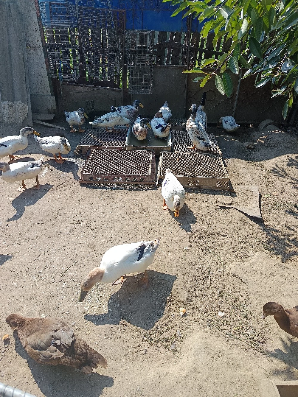 De vânzare boboci rață streckhi 